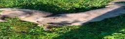 Meticcio cani in regalo: Ultimo cucciolo - Annuncio 10