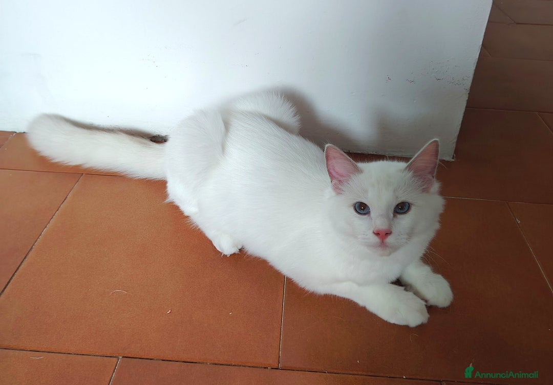 Ragdoll gatti in vendita: Gattino Ragdoll - Immagine 2