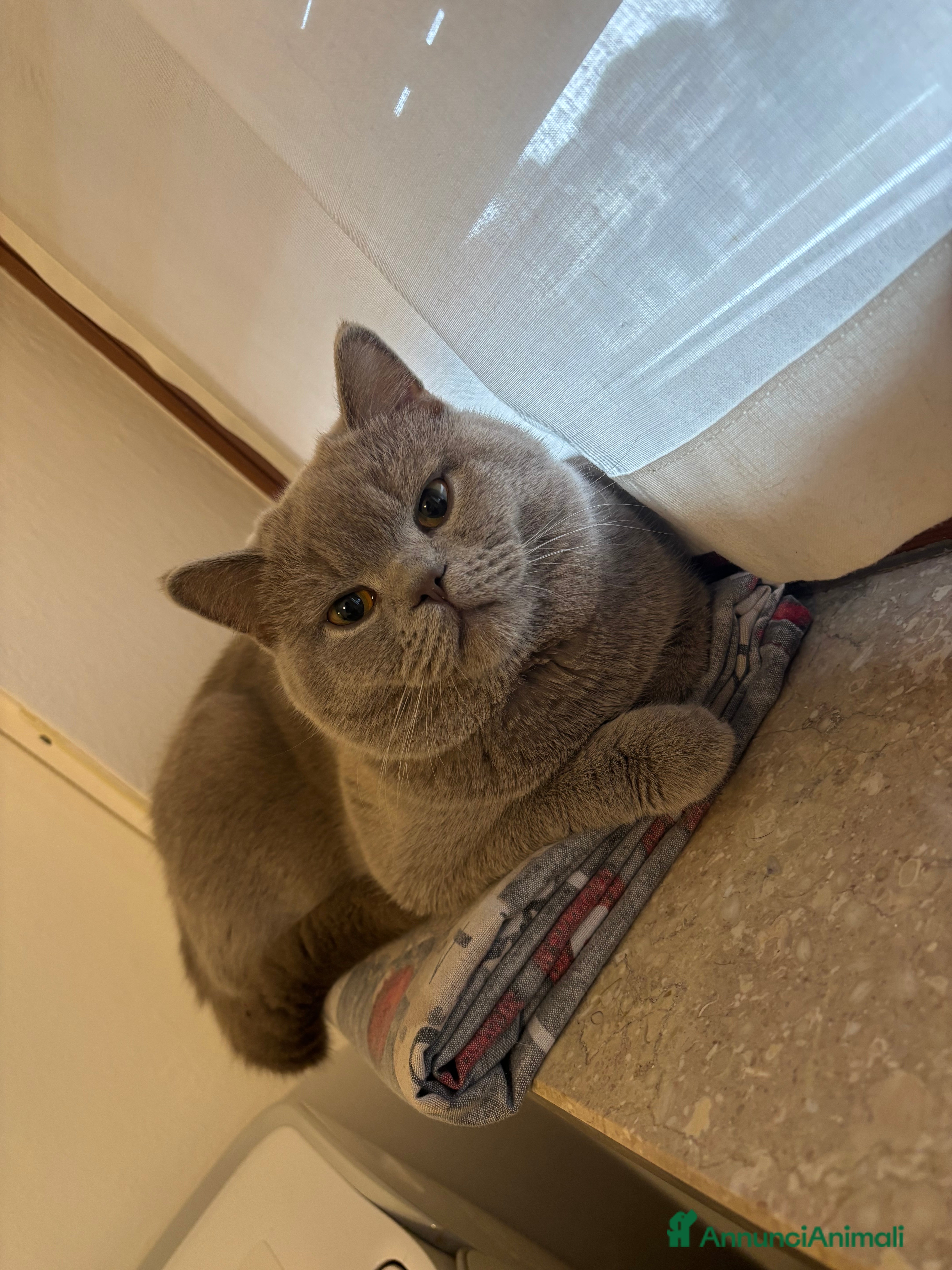British gatti British shorthair - Annuncio 2