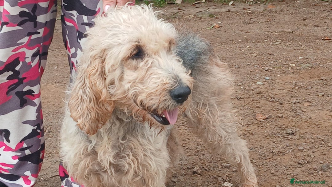 Spinone cani in regalo: CARA E DOLCE GINEVRA CHI TI HA FATTO COSI MALE? - Annuncio 3