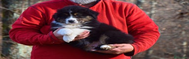 Australian Shepherd Cucciolo 2