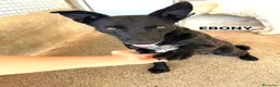 Meticcio cani in regalo: 5 cuccioli da salvare  - Annuncio 2