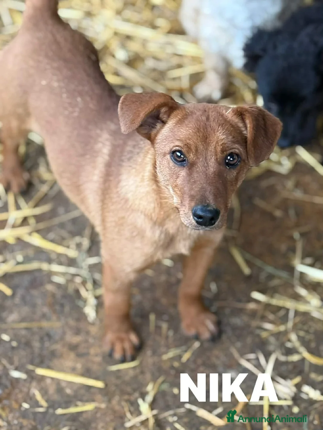 Meticcio cani in regalo: NIKITA, cucciola mix PINSCHER! Dolcissima - Annuncio 1