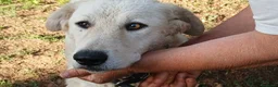 Meticcio cani in regalo: MIMMO PRESO A BASTONATE HA BISOGNO DI TE - Annuncio 1