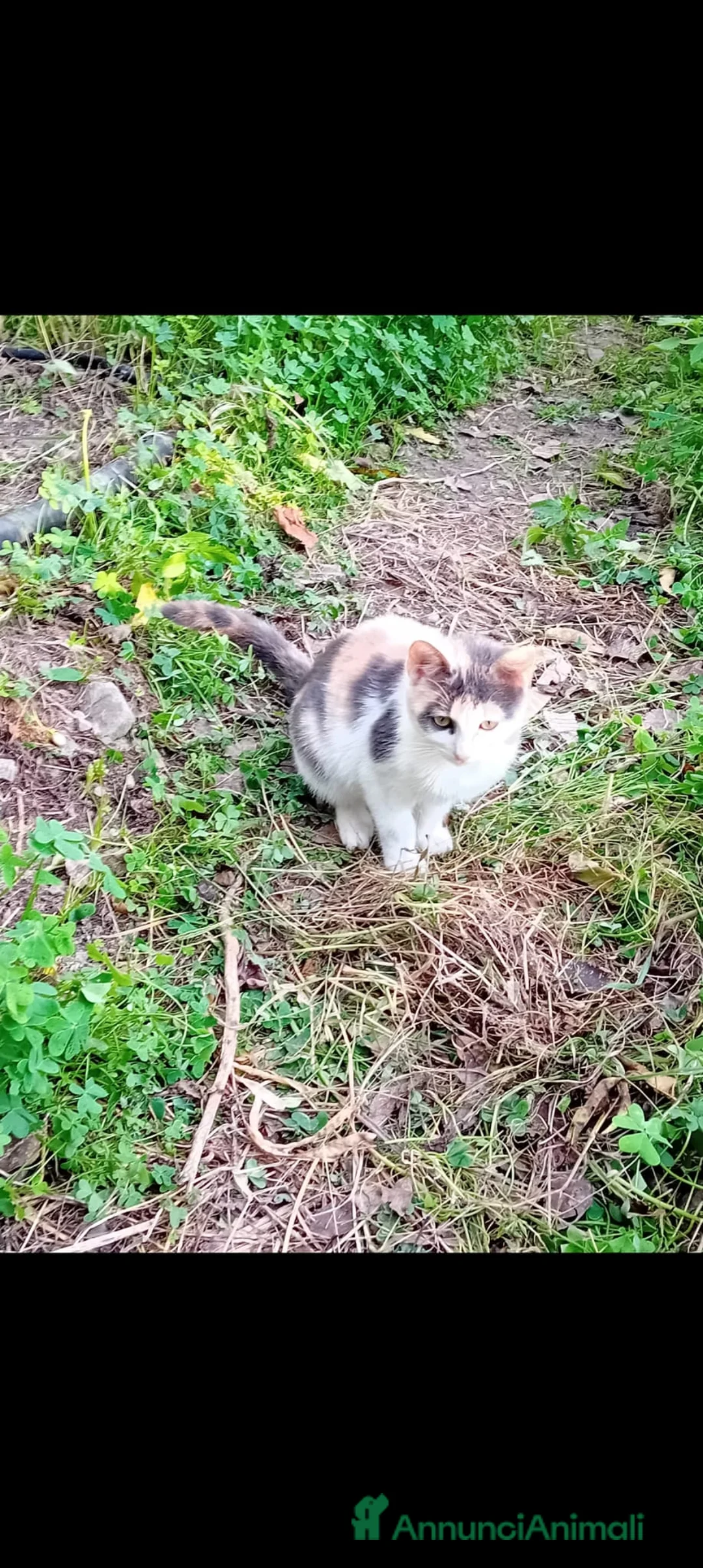 Meticcio gatti in regalo: Milù  - Annuncio 2