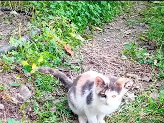 Meticcio gatti Milù - Annuncio 37