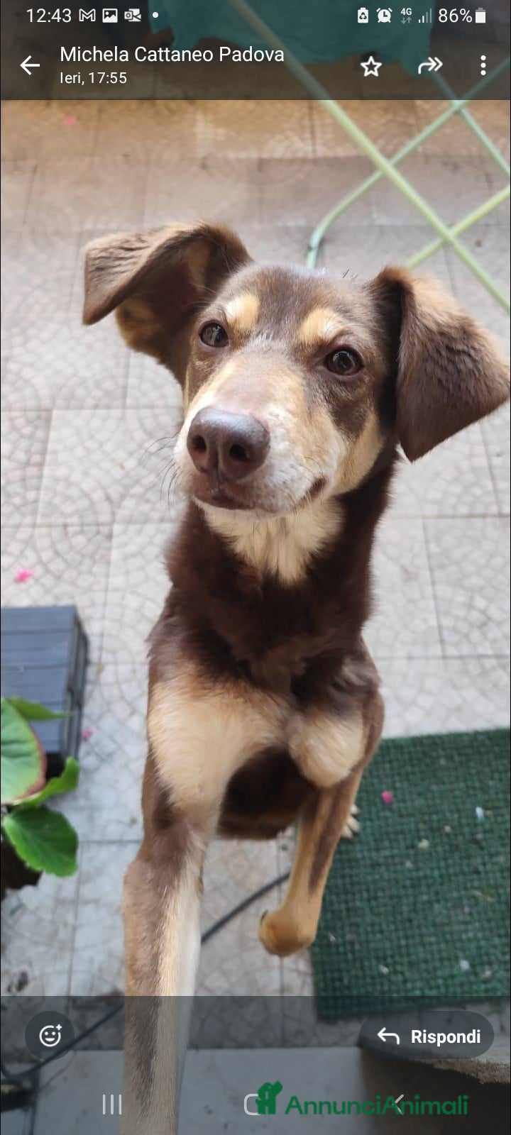 Meticcio cani 8anni ,buona,padrona morta prematuramente.MILANO - Annuncio 20