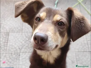 Meticcio cani 8anni ,buona,padrona morta prematuramente.MILANO - Annuncio 20