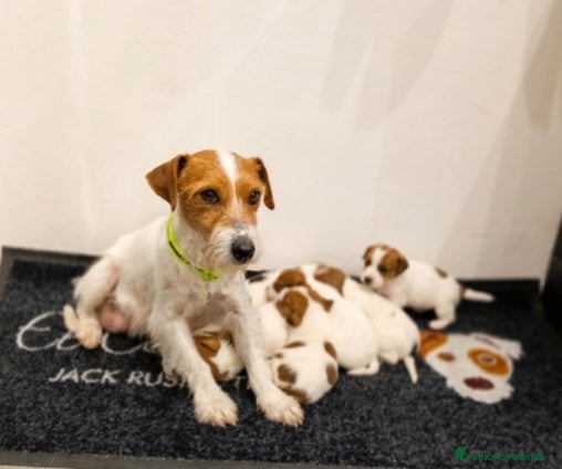 Jack Russell cani Cuccioli di jack Russell pedigree Roi  - Annuncio 1