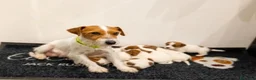 Jack Russell cani in vendita: Cuccioli di jack Russell pedigree Roi  - Annuncio 1