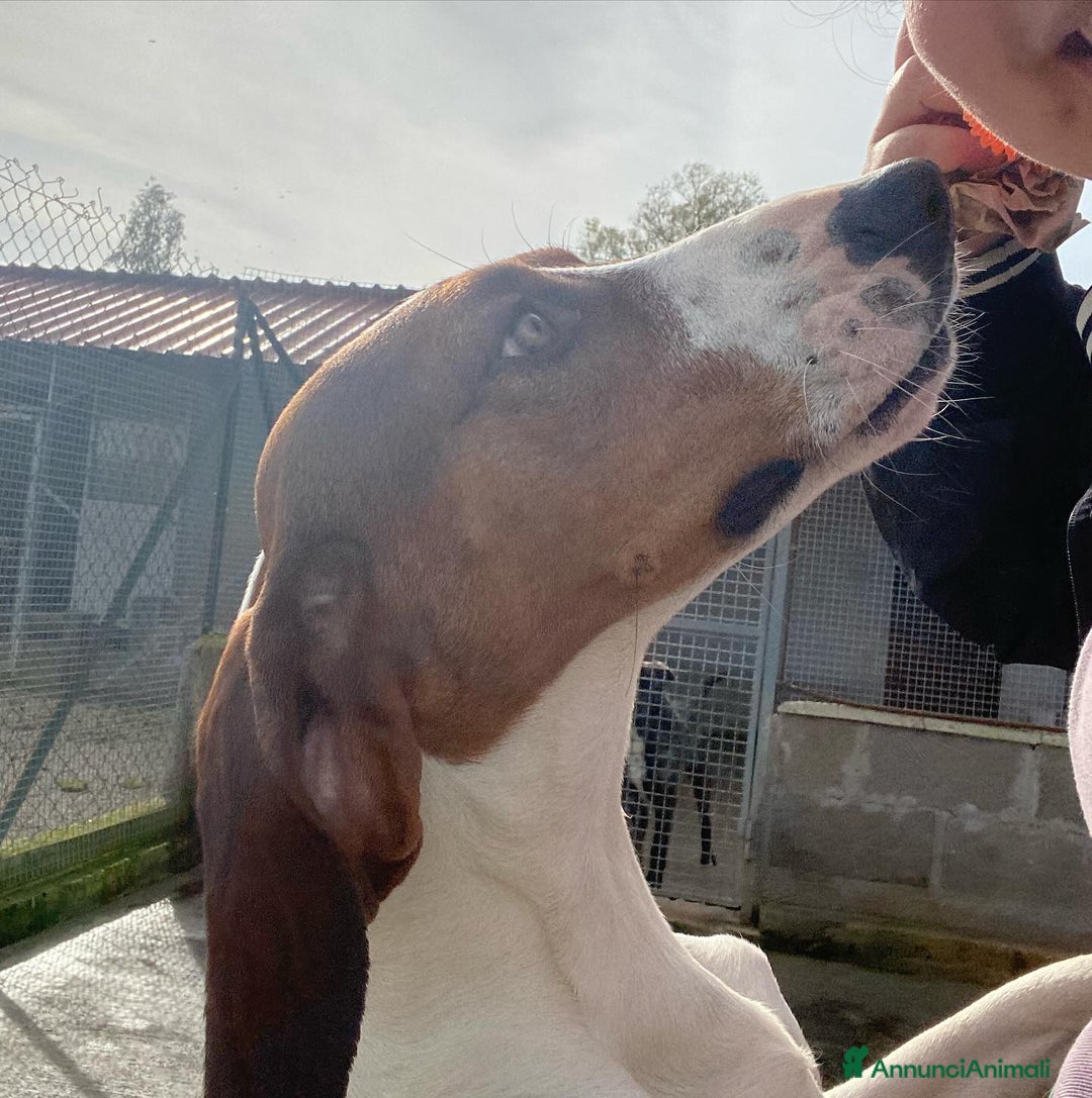 Meticcio cani in regalo: KAOS cucciolone 1 anno cerca adozione  a Provincia di Latina - Annuncio 6