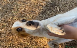 Jack Russell cani in regalo: Masha incrocio jack russell 2 anni cerca adozione - Immagine 5