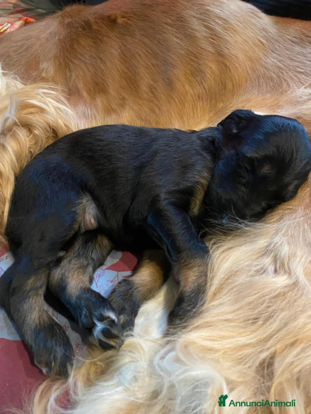 Levriero cani in vendita: LEVRIERO AFGANO BELLISSIMI CUCCIOLI - Annuncio 23