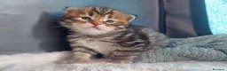 Siberiano gatti in vendita: Cuccioli di gatto Siberiano Certificati  - Annuncio 7
