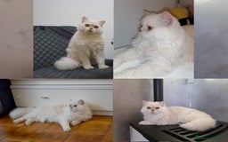 Scottish gatti per accoppiamento: Accoppiamento a Provincia di Reggio Emilia - Immagine 2
