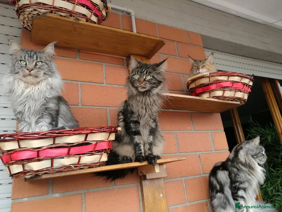 Immagine della galleria {{count}}