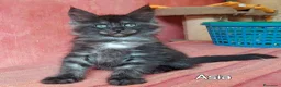 Maine Coon gatti in vendita: Cuccioli Maine Coon di tanti colori a Provincia di Alessandria - Annuncio 7