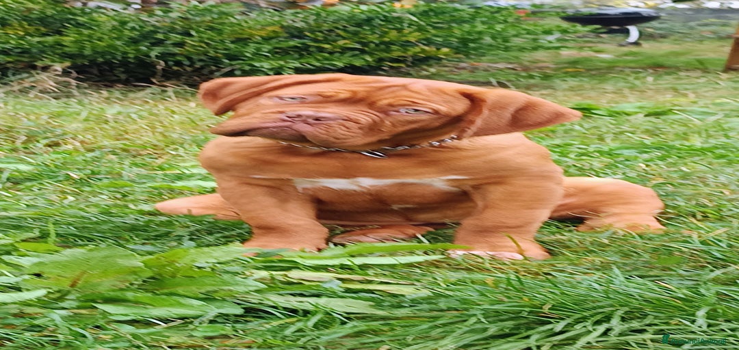 Immagine della galleria {{count}}