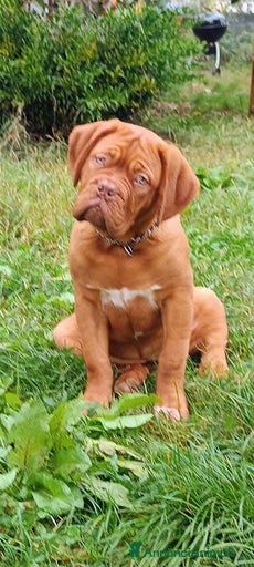 Immagine della galleria {{count}}