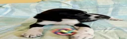 Meticcio cani in regalo: Cuccioli 2 mesi taglia media - Annuncio 6