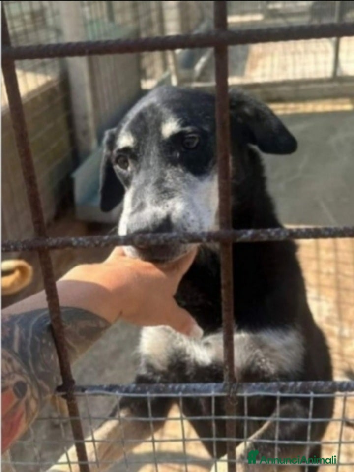 Meticcio cani Musetto 11ANNI DI INDIFFERENZA! CATANIA - Annuncio 37