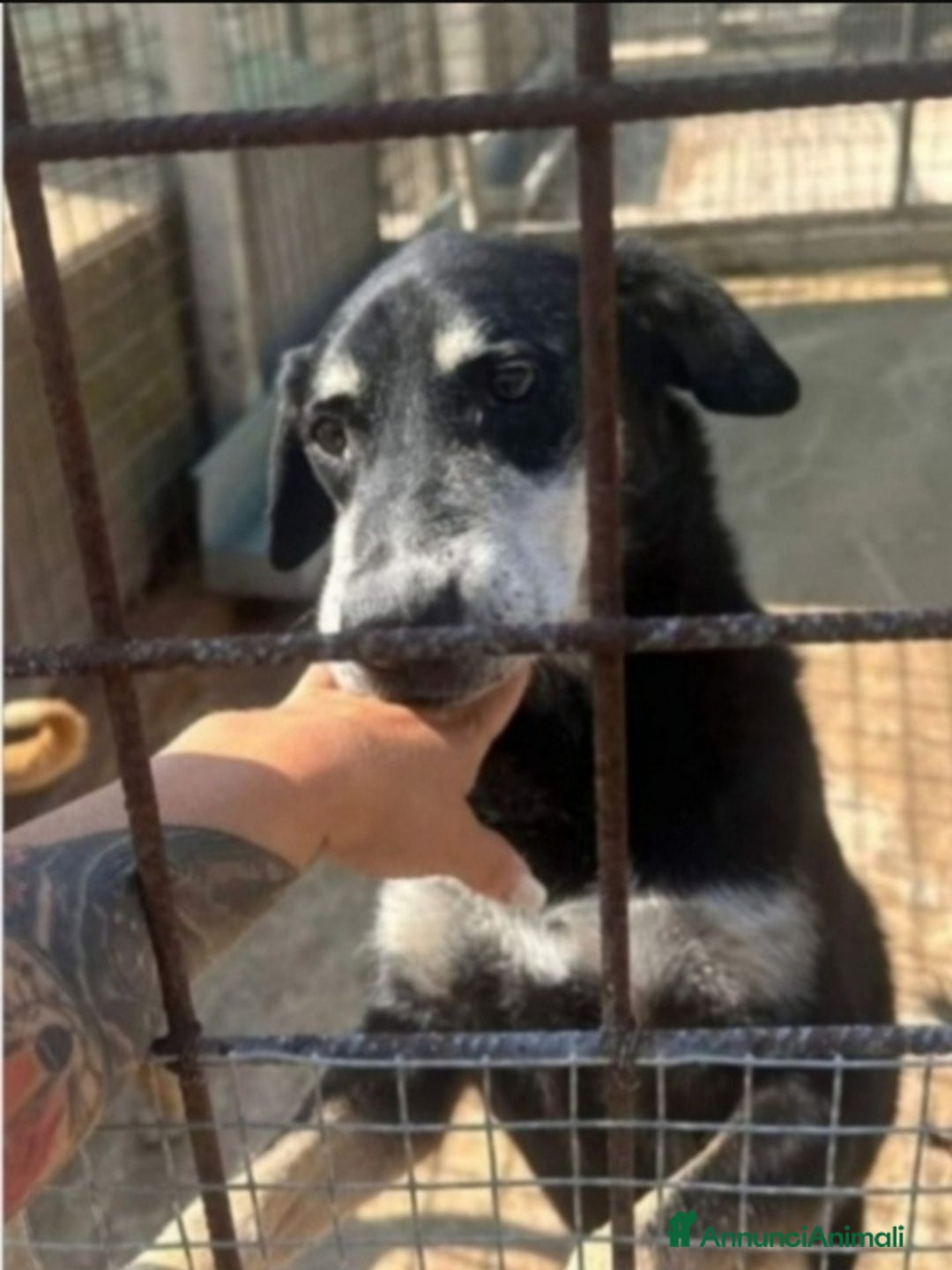 Meticcio cani in regalo: Musetto 11ANNI DI INDIFFERENZA! CATANIA - Annuncio 1