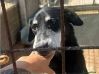 Meticcio cani Musetto 11ANNI DI INDIFFERENZA! CATANIA - Annuncio 4