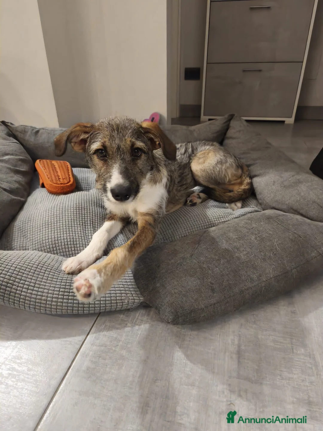 Altre razze cani in regalo: bulma - Annuncio 2