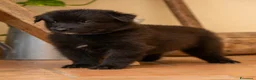 Pastore Belga cani in vendita: Cuccioli di pastore belga - Annuncio 13