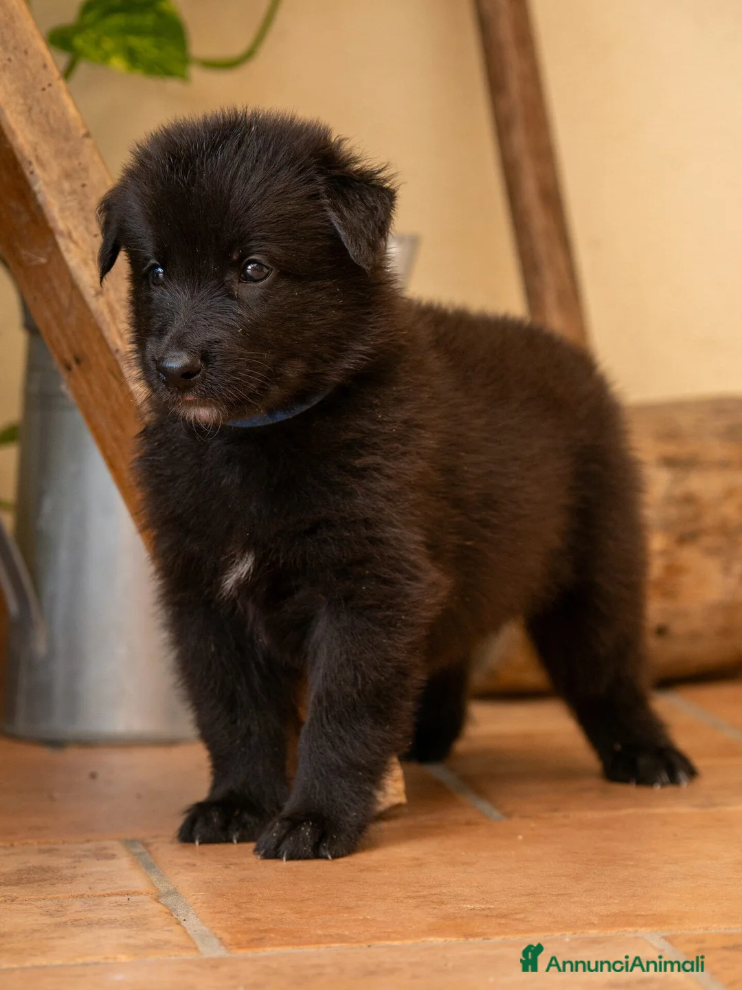 Pastore Belga cani in vendita: Cuccioli di pastore belga - Annuncio 13