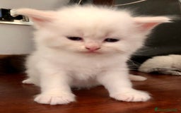 Siberiano gatti in vendita: Cuccioli di Gatto Siberiano Ipoallergenico a Provincia di Varese - Immagine 10
