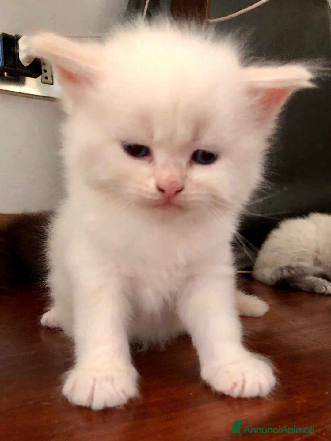 Siberiano gatti in vendita: Cuccioli di Gatto Siberiano Ipoallergenico a Provincia di Varese - Immagine 10