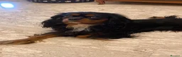 Cavalier King cani in regalo: Cavalier di 4 anni  - Annuncio 3