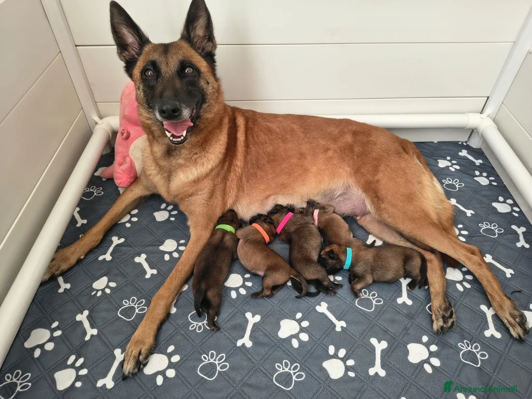 Pastore Belga cani in vendita: Pastore belga malinois  a Città metropolitana di Milano - Annuncio 1