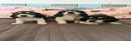 Bassotto Nano cani in vendita: Bassotti a pelo lungo  a Città metropolitana di Milano - Annuncio 7