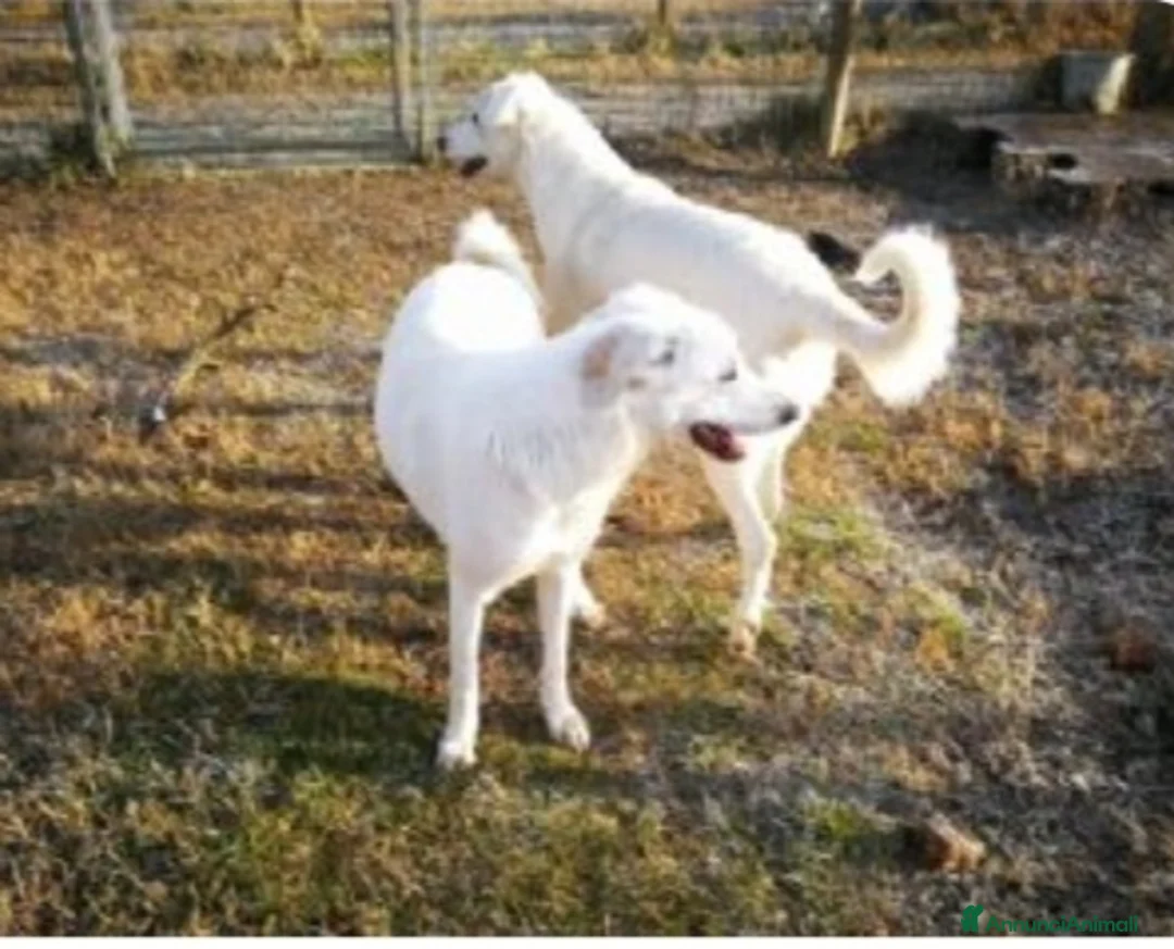 Altre razze cani in regalo: 2sorelle adulte mix Maremmane aspettano da anni BO a Città metropolitana di Milano - Annuncio 4