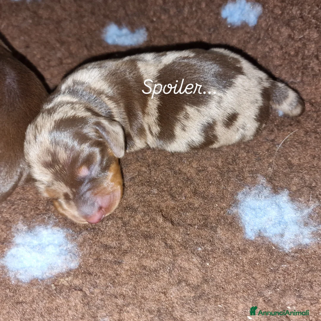 Bassotto cani in vendita: Bassotto arlecchino e cioccolato femmina e maschio - Annuncio 13