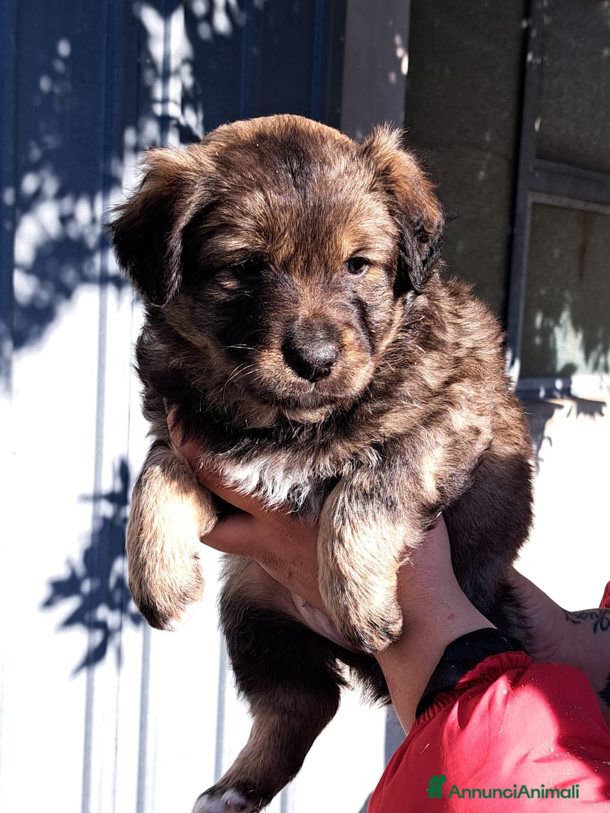 Meticcio cani Natalino ed i suo fratellini - Annuncio 42