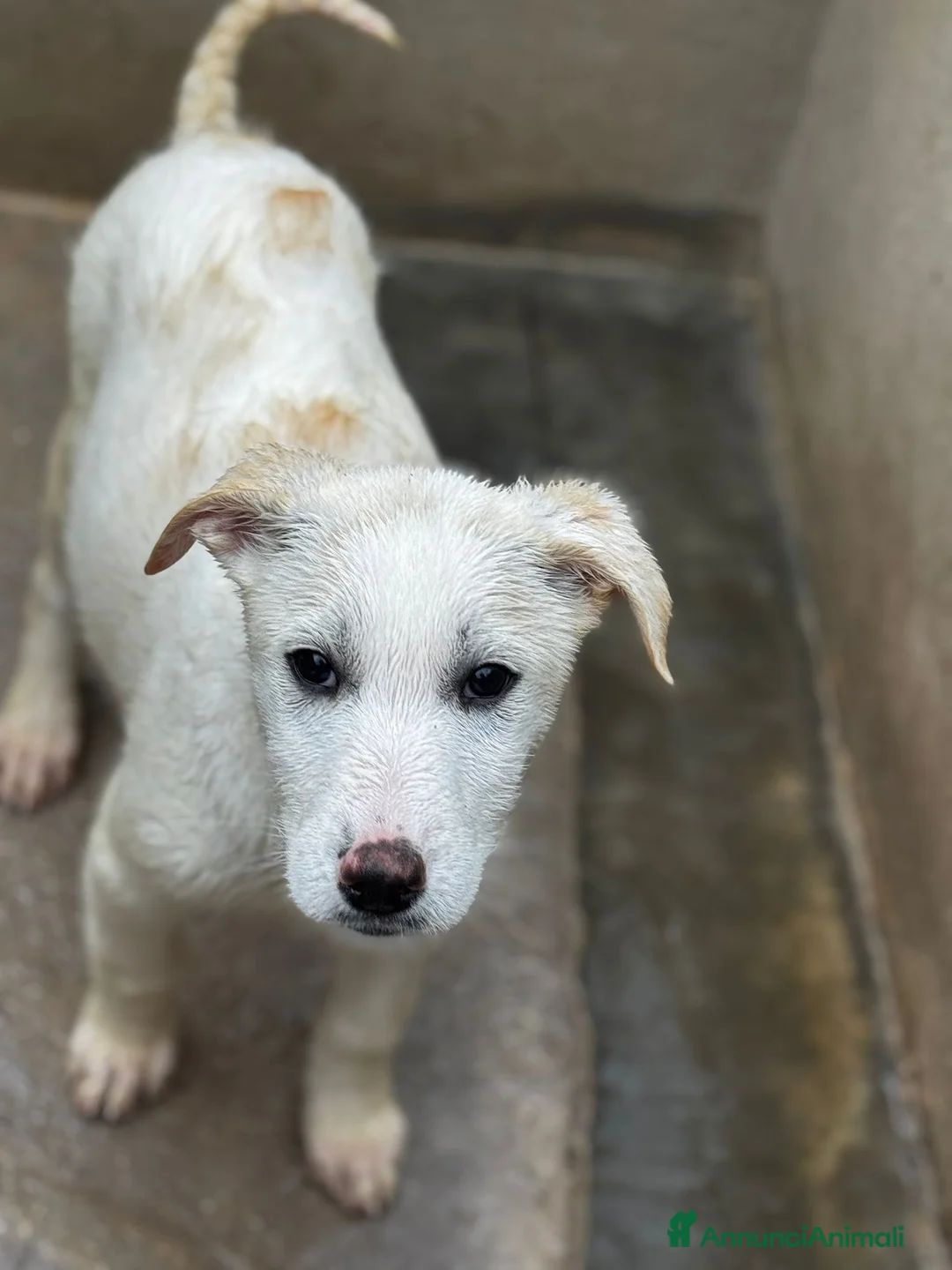 Meticcio cani in regalo: Luna cucciola in adozione  - Annuncio 1
