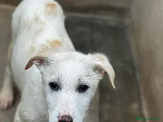 Meticcio cani Luna cucciola in adozione - Annuncio 1