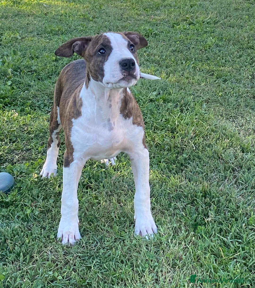 American Staffordshire cani in vendita: American Staffordshire Terrier  - Annuncio 7