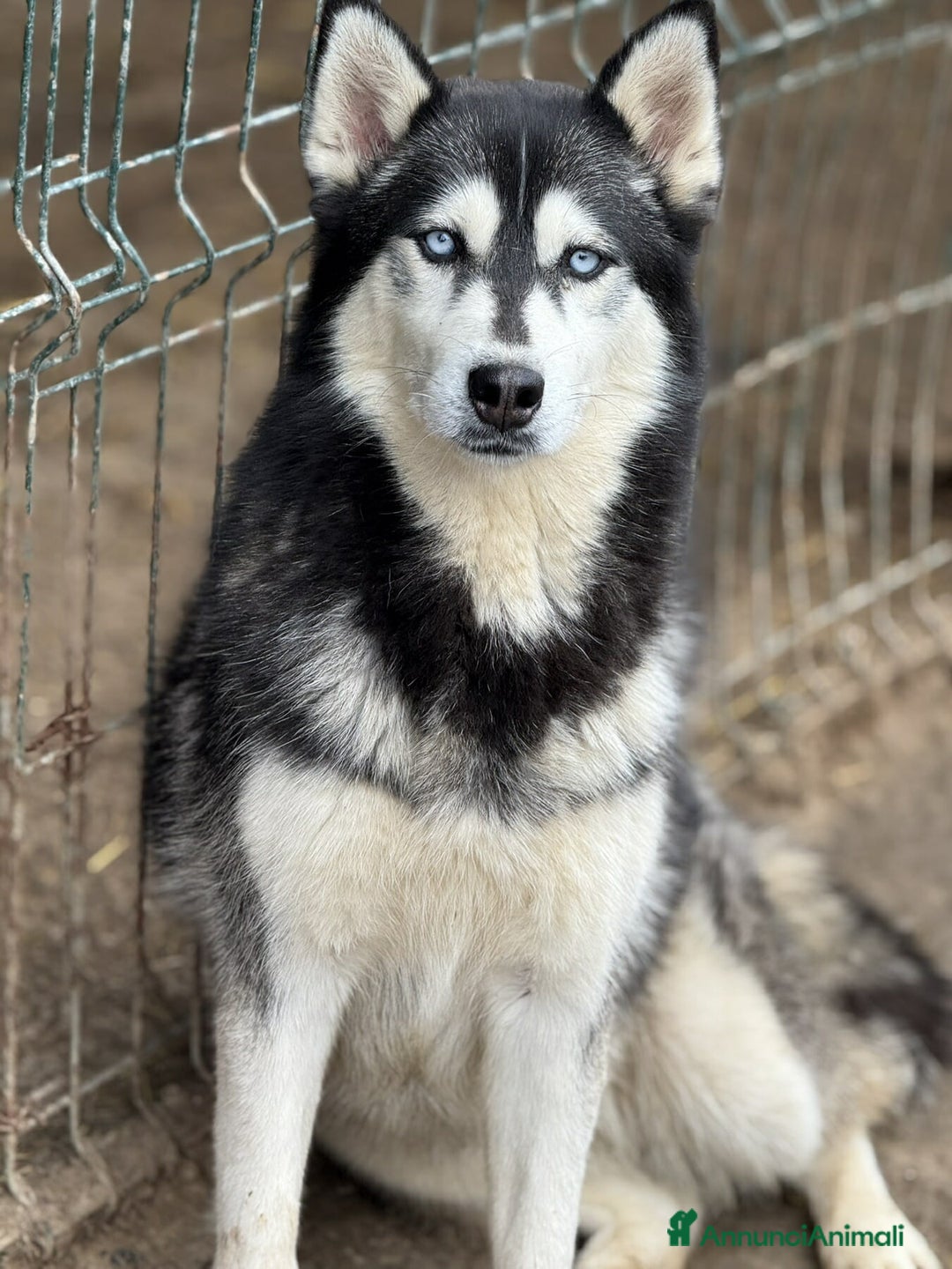 Husky cani in regalo: ECHO, fantastica SIBERIAN HUSKY dagli occhi blu! - Annuncio 1