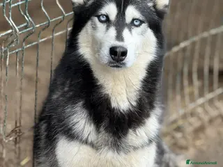 Husky cani ECHO, fantastica SIBERIAN HUSKY dagli occhi blu! - Annuncio 1