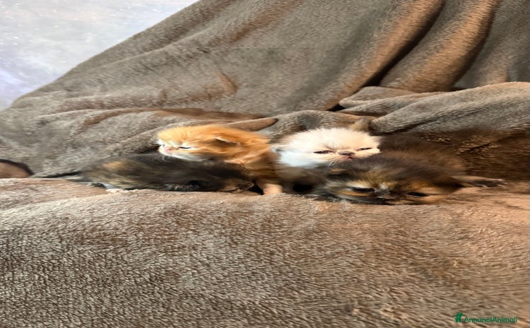 Persiano gatti - Annuncio 9