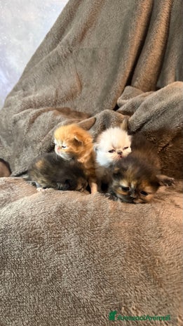 Persiano gatti - Annuncio 1