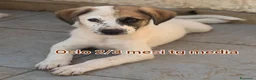 Meticcio cani in regalo: TANTI CUCCIOLI SOLI  a Provincia di Vicenza - Annuncio 4