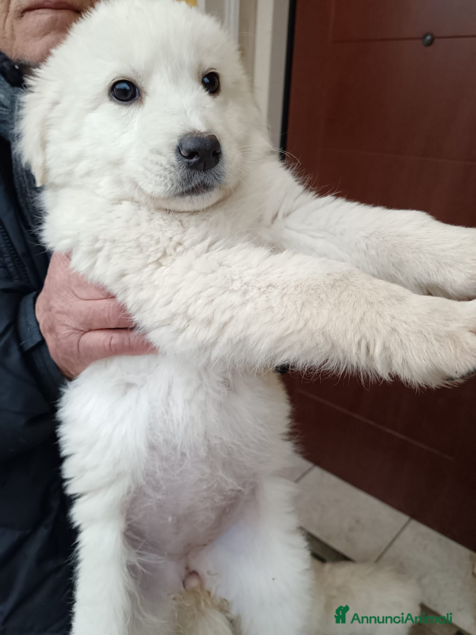 Meticcio cani 2cucciole 2mesi futura tg medio grande.IRPINIA01 - Annuncio 2