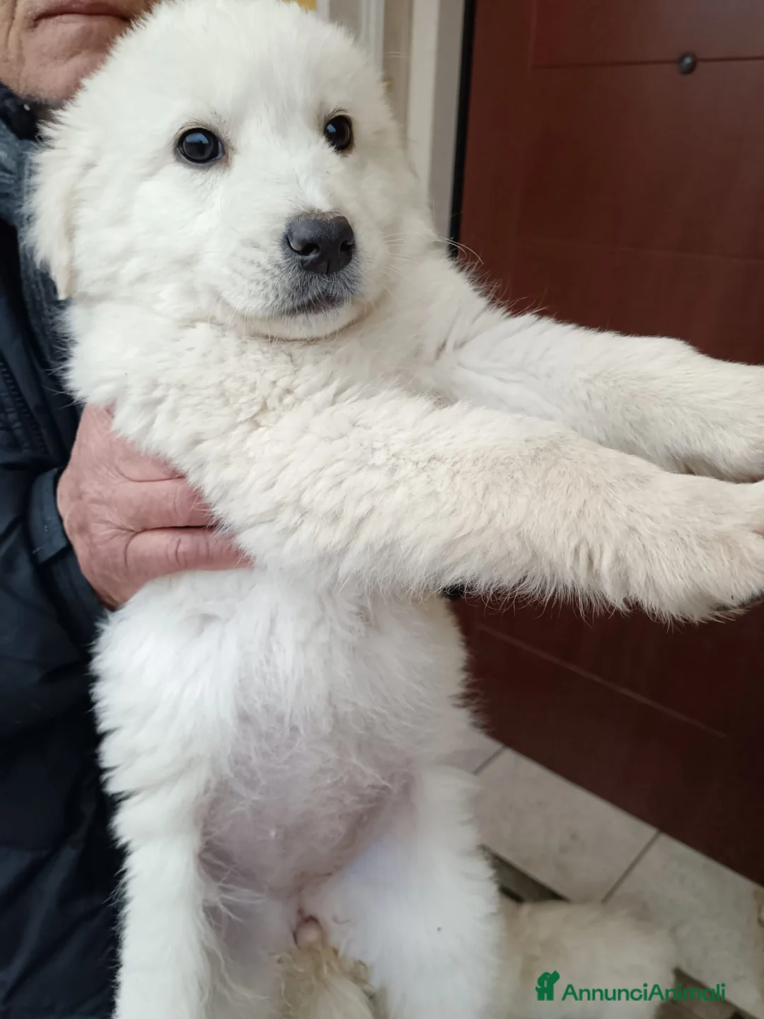 Meticcio cani in regalo: 2cucciole 2mesi futura tg medio grande.IRPINIA01 - Annuncio 2