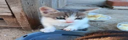 Altre razze gatti in regalo: Gattini in cerca di una casa a Provincia di Frosinone - Annuncio 6