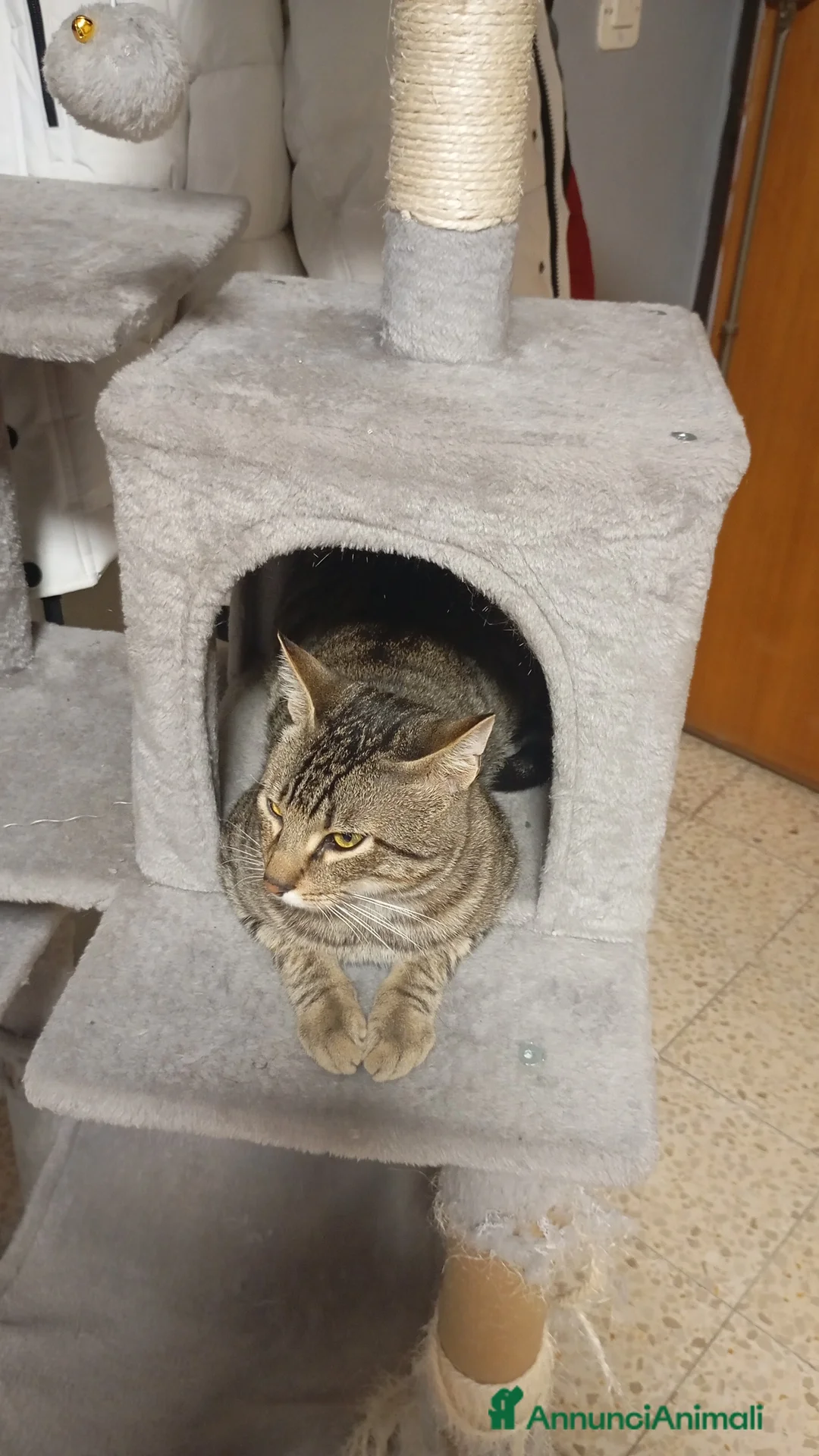 Europeo gatti in regalo: Gatto tigrato - Annuncio 2